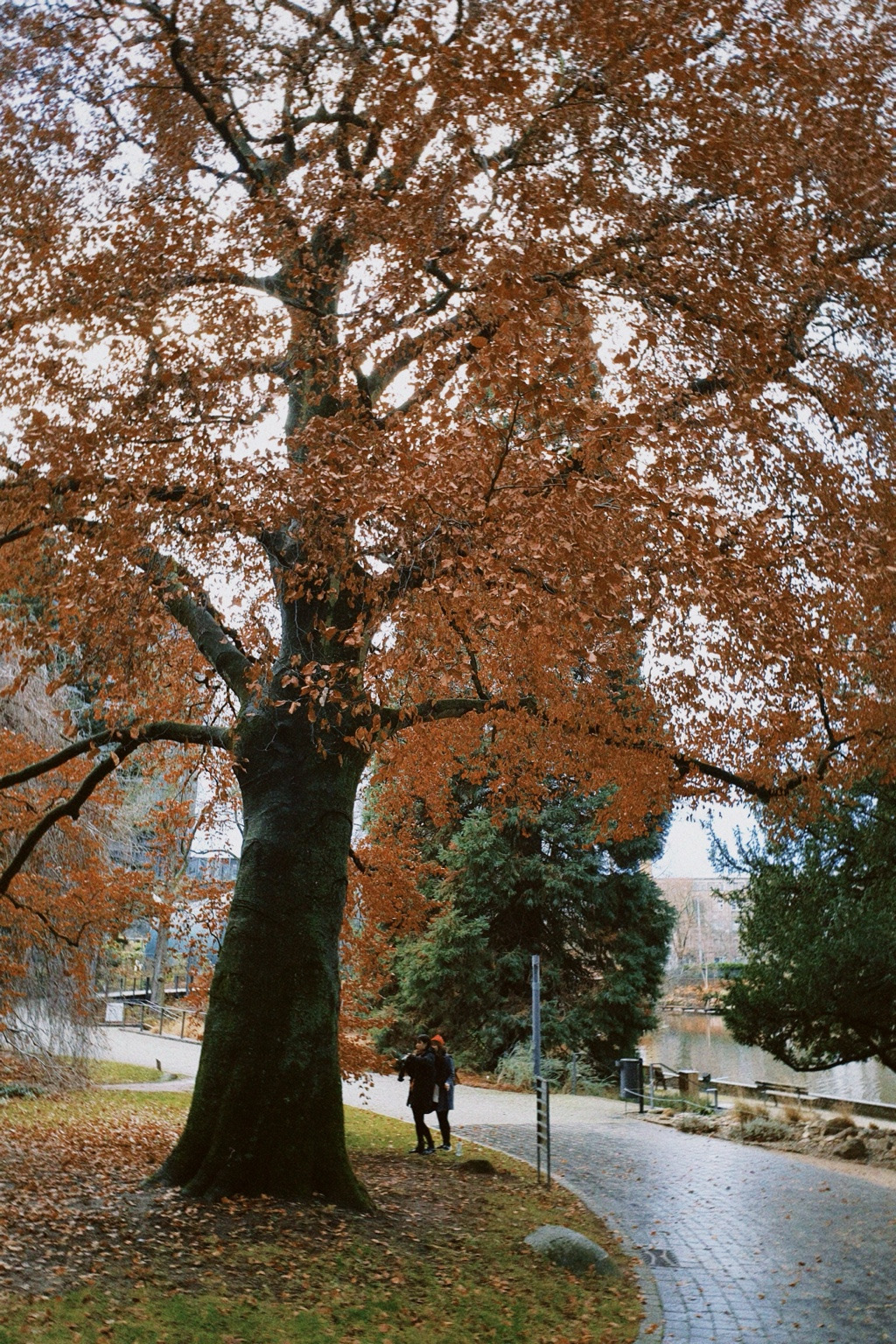 A large autumn tree with rust-coloured leaves beside a park path and pond in Frankfurt.