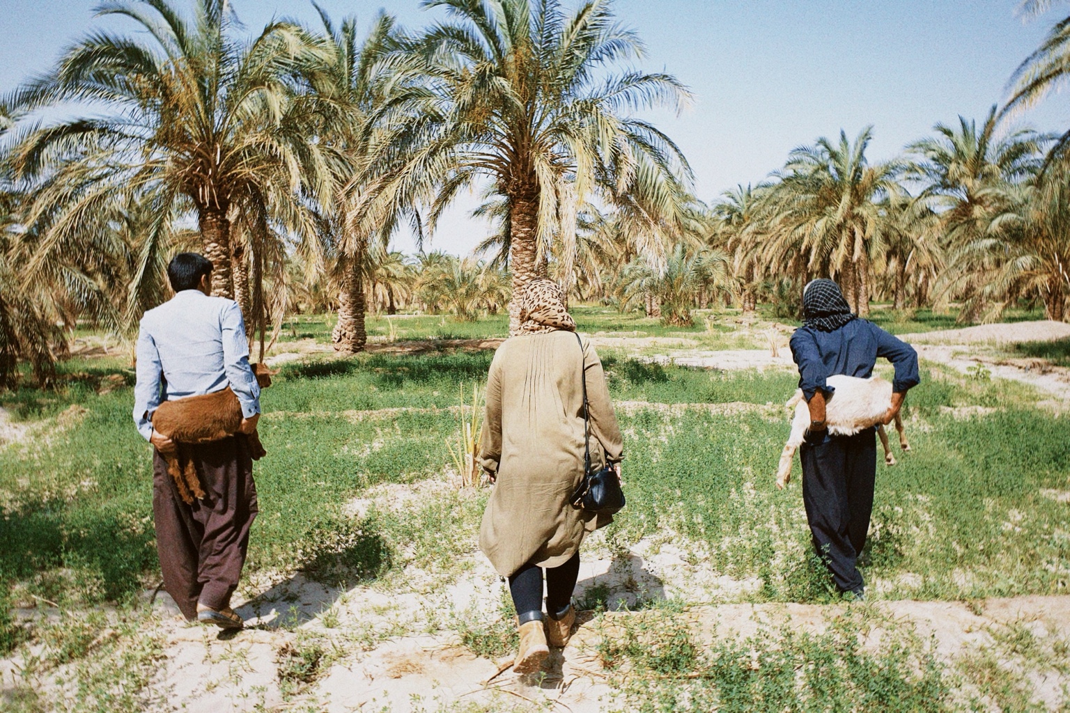 Three people carrying sheep through a palm grove in Bam, Iran, under a clear sky.