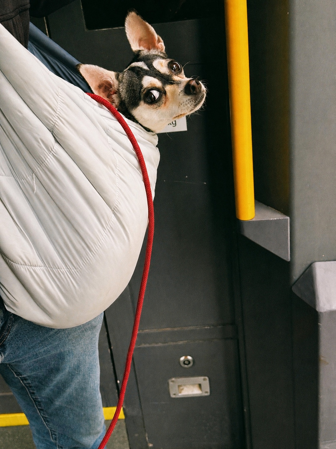 A small dog peering from a white carrier on a Berlin tram, with a red leash and yellow handrail visible.