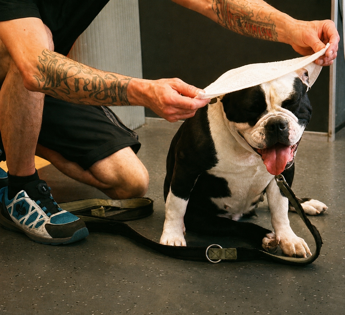 A black-and-white dog sitting on a Berlin pavement while a tattooed man adjusts a light cloth over its head on a warm summer day.