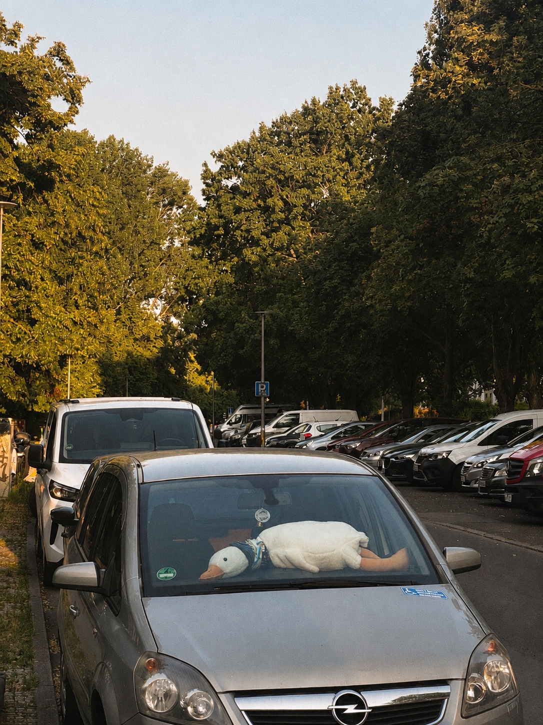 A white duck lying inside a parked car on a tree-lined street in Berlin, Germany, on a warm summer day.