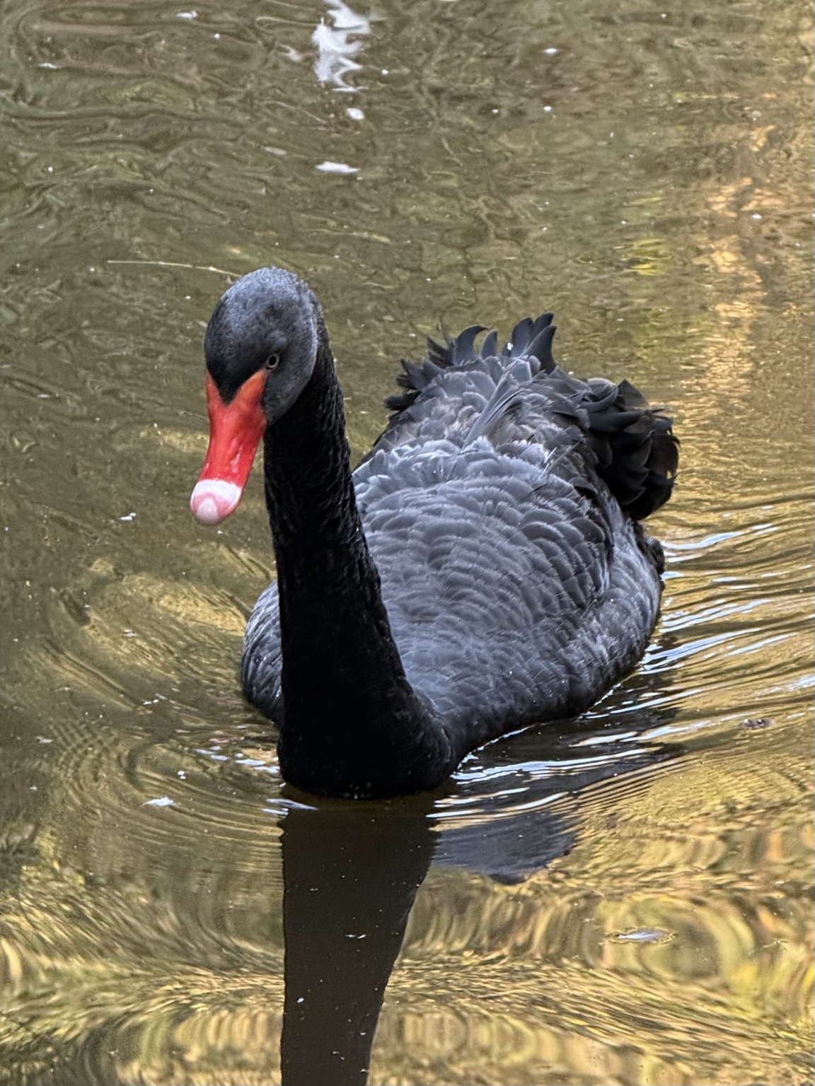 A black swan gliding across calm water in Gilan, Iran, with golden reflections and ripples surrounding its dark silhouette.