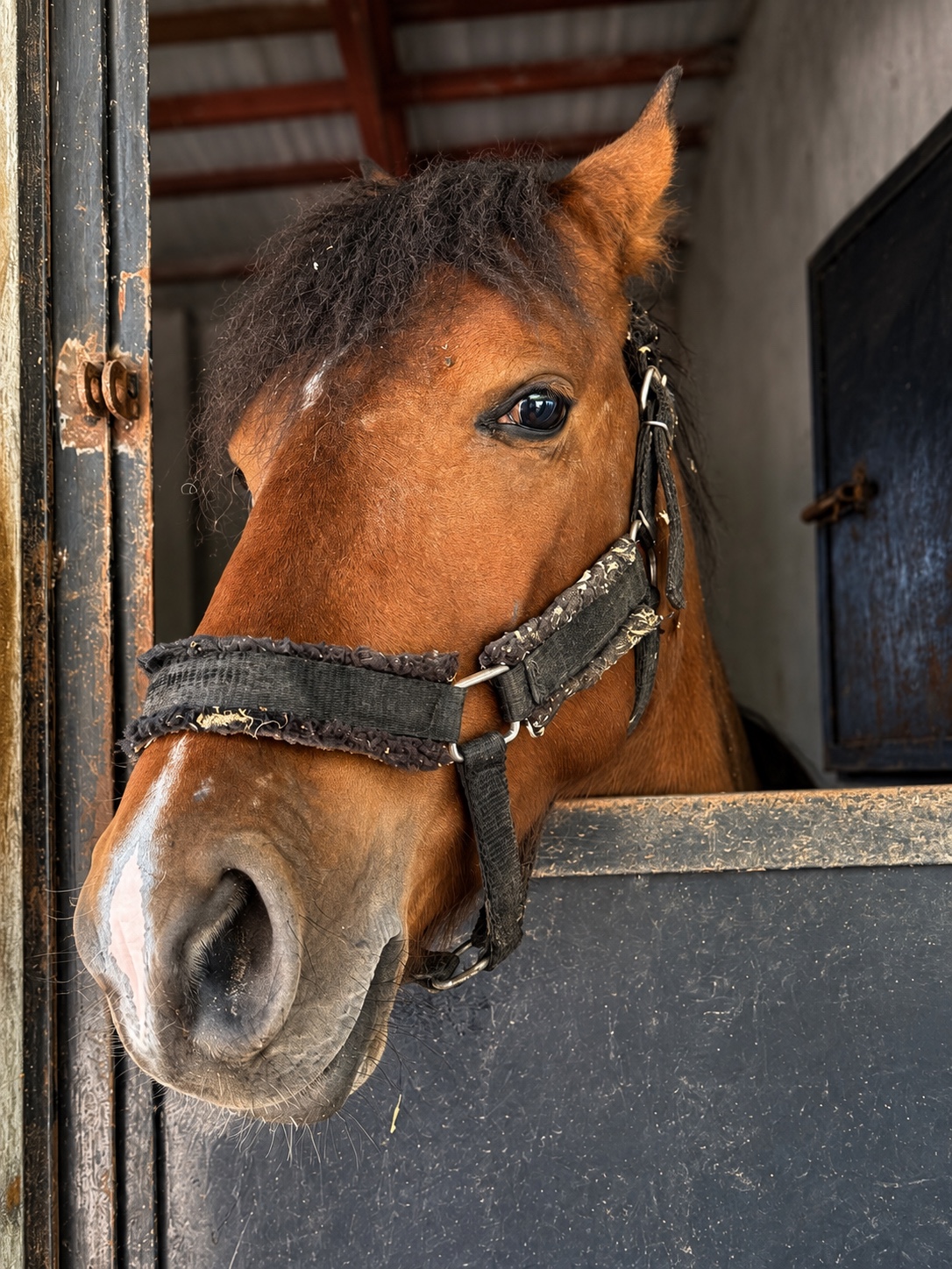 A chestnut horse with a dark mane looking out from a stable doorway in northern Iran.