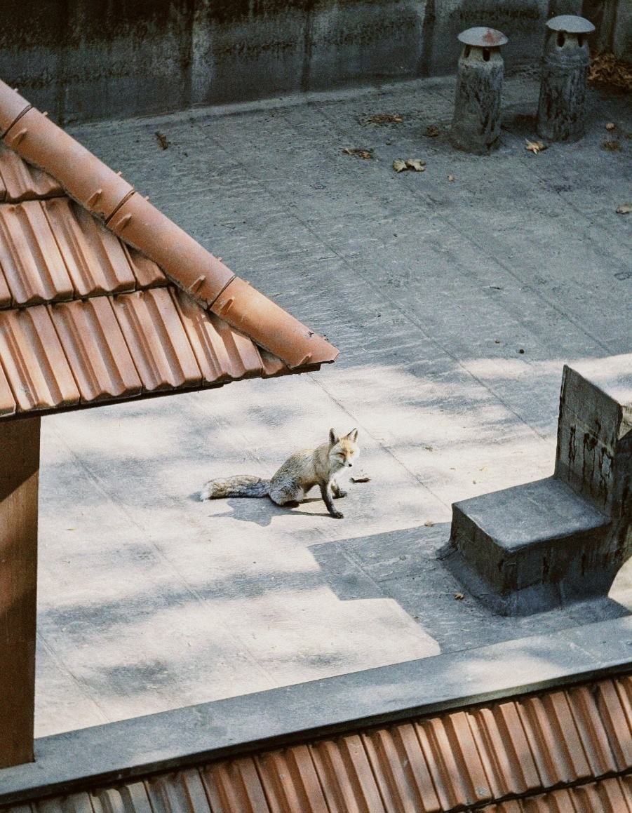 A fox standing on a sunlit rooftop courtyard in Tehran, Iran, surrounded by tiled roofs, stone paving and small chimney vents.