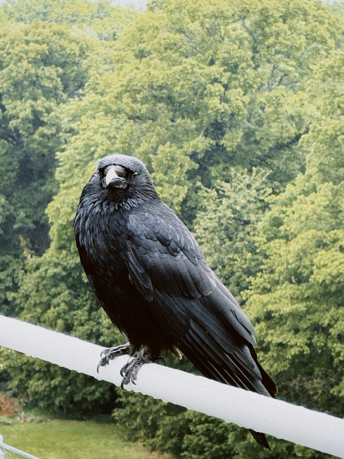 A black crow perched on a white railing in Vienna, Austria, with dense green trees in the background.